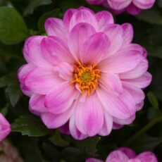5056771000638 1 Dahlia Dalaya Indira.jpg